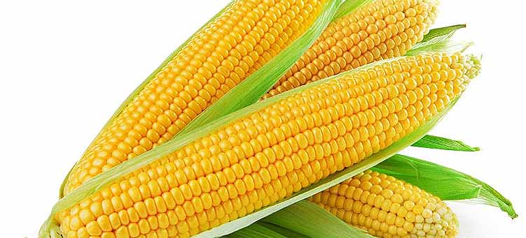 Is Corn a Bad Food to Eat With Diabetes?